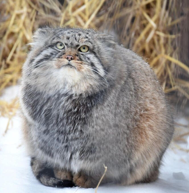 A pallas' cat in the snow
