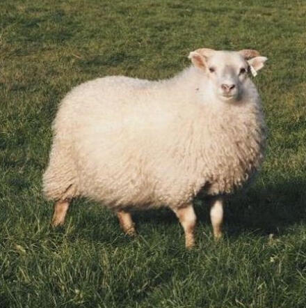 a sheep on a grass field