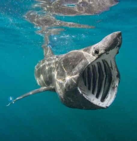 a basking shark with its mouth open